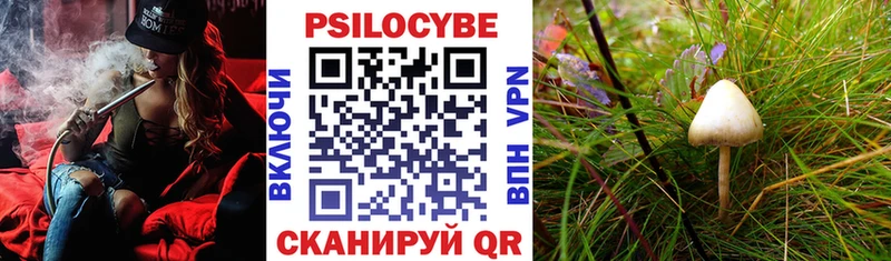OMG вход  Ельня  Галлюциногенные грибы Psilocybe 